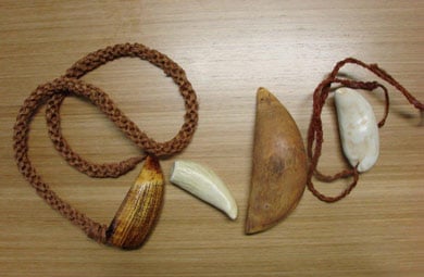 Four of the 146 tabua returned to Fiji by DOC. 