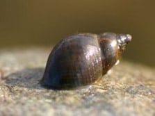 Aquatic snail.