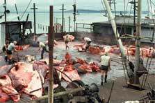 Sperm whale being cut up at sperm whaling station. Photo: Alan Baker.