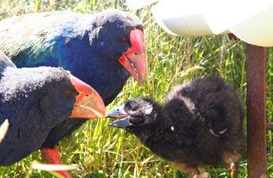 takahe-feeding-chick-390.jpg
