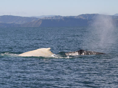 Migaloo with black humpback in Cook Strait. 