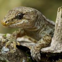 Common gecko