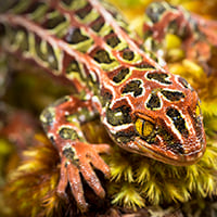 Harlequin gecko 
