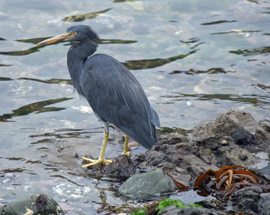 Reef heron 