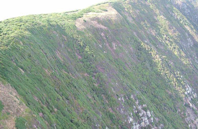 Western cliffs of Takapourewa/Stephens Island. 