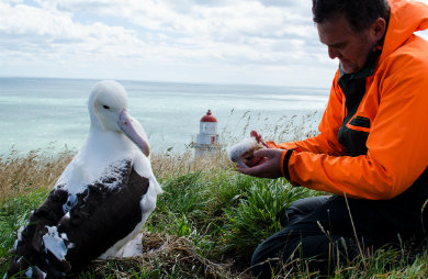 First albatross chick 2017 with DOC Ranger Lyndon Perriman. 