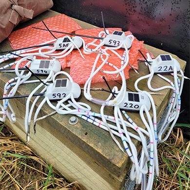 Takahē transmitters