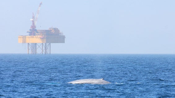 Blue whale near an oil rig in South Taranaki. 