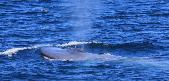 A blue whale surfaces for breath in the South Taranaki Bight. Photo: Leigh Torres.