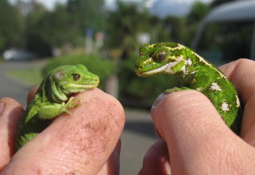 Malborough Green Gecko.
