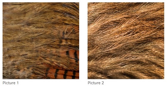 A picture of brown feathers