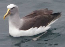 Buller's albatross.