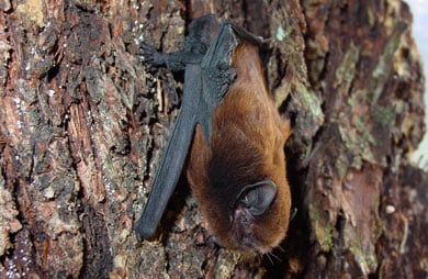 Female long-tailed bat. 