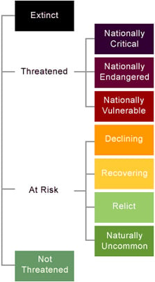 Endangered Species Classification Chart