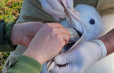 A person wearing gloves holds an albatross mouth open, while another person inserts a fish.