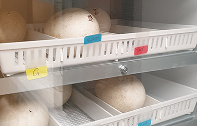 Albatross eggs on shelves in an incubator.
