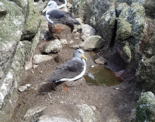 Salvin's albatrosses on nests marked with orange spray during counts. 