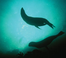 New Zealand fur seal swimming in the Fiordland marine area