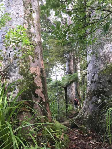Kauri in Waima Forest. 