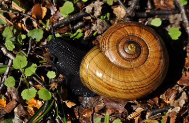 The amber snail, Powelliphanta hochstetteri. 