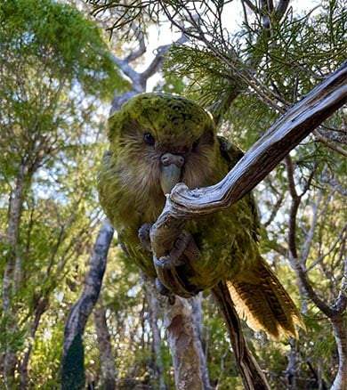 A kākāpō peers down from a thin branch towards the viewer