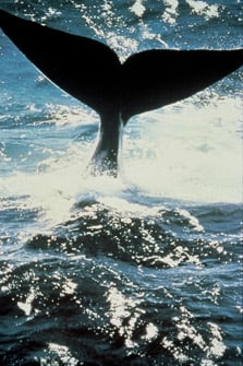 Fluke of Southern Right whale.