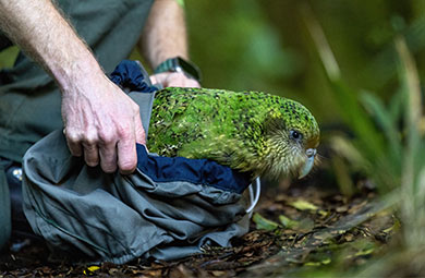 kakapo-390.jpg