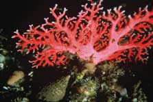 Red coral, Milford Sound, Fiordland Marine Area.