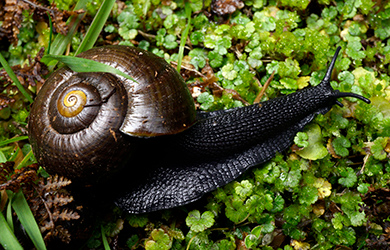 Close up of a Powelliphanta snail.