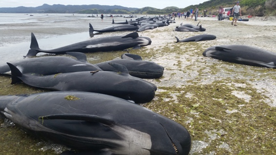 Whale stranding. 