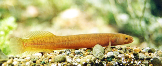 Brown mudfish. Photo: © Stephen Moore.