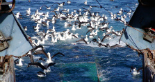 Seabirds gather around the back of a trawl fishing vessel. 