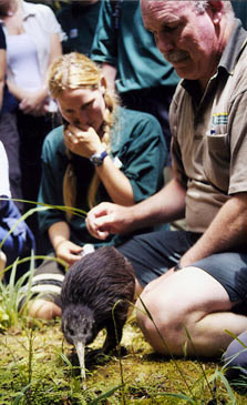 Sunny the kiwi getting released at Egmont National Park.
