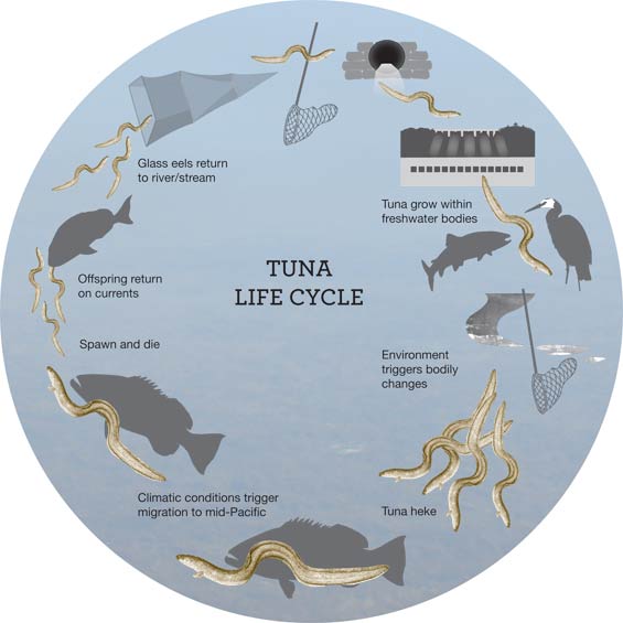 Eel diagram - look how hard it is to be a tuna.