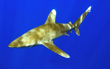 Oceanic whitetip shark. Photo copyright: Jeffrey Milsen. DOC USE ONLY. 