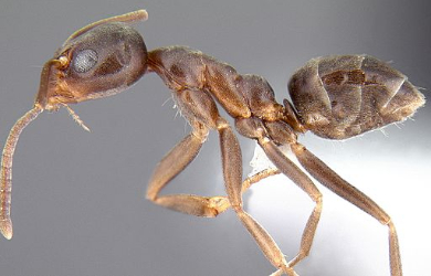 Argentine ants: Animal pests