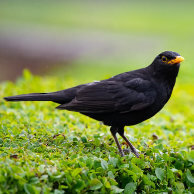 blackbird-close-up.jpg