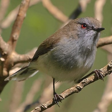 grey-warbler-close-up.jpg
