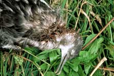 Hutton's shearwater killed by a stoat. 