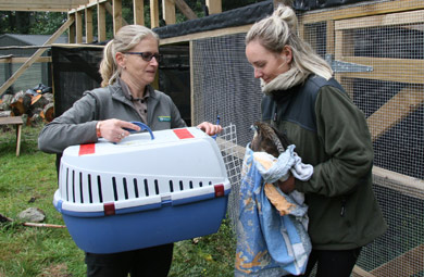Flo Gaud and Sophie Olsson-Pons prepare falcon for transport to Wanaka. 