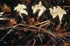 Male Dactylanthus taylori, Waitaanga. Photo: John Barkla.