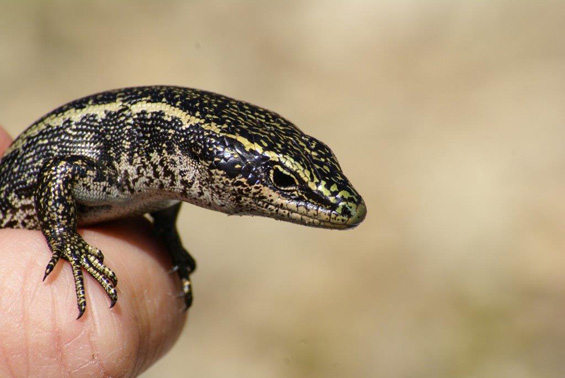Barrier skink. 