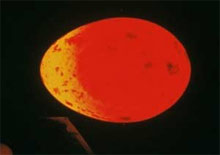 Egg with light shining through showing embryo development. 