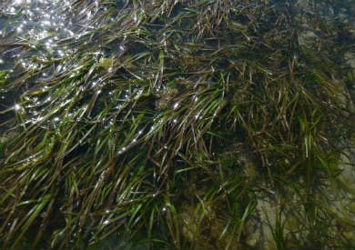 Seagrass.
