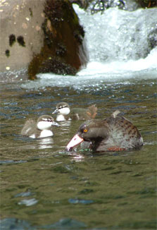 Family of blue duck/whio.