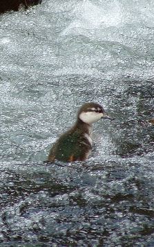 Baby whio riding the rapids