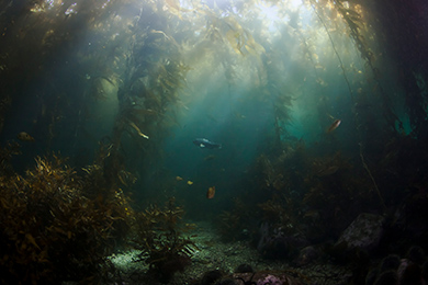 Kelp forest Ulva Island. 
