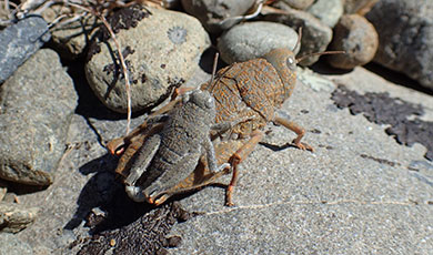 robustus-pair-2-colours390v2.jpg