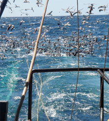 Seabirds congregating around the stern of a scampi trawl vessel