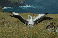 Gibson's wandering albatross pair at Adams Island. Photo: Albatross Research. 